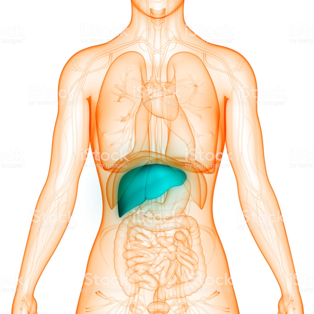 3-steps-to-protecting-your-liver-and-kidneys-when-detoxing-from-mold